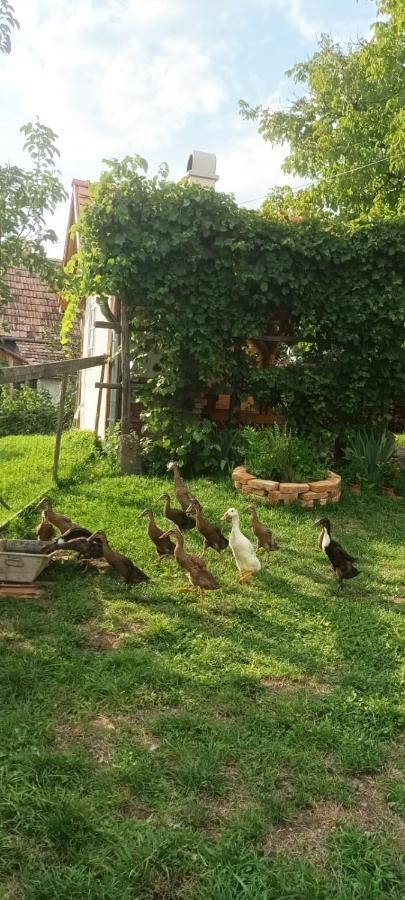 Miklos Lak Ocna de Sus Dış mekan fotoğraf